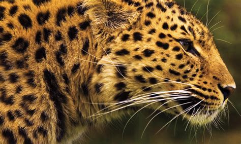 Amur Leopard Photos Wwf