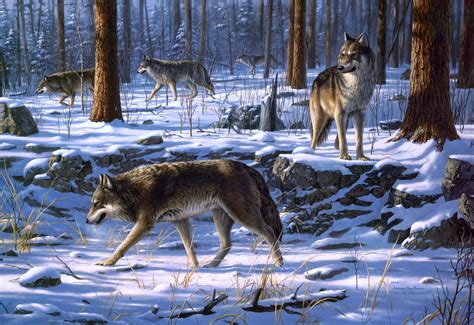 Artist Jerry Gadamus Изображение дикой прироты Изображения волков