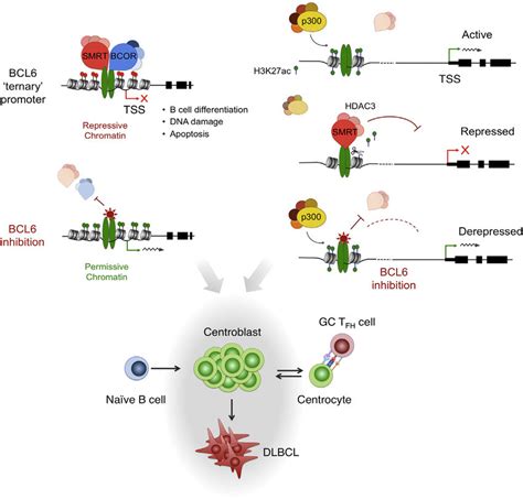 Model Of The BCL6 Repression Mechanism BCL6 Dimers Can Simultaneously