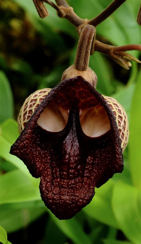 With its royal symbolism, shades of calla lily zantedeschia. 15 Amazing Flowers That Look Like Other Things ...