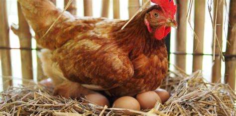We toss them on top of salads, bash them up for egg salad sandwiches, and eat them as snacks with a little salt and pepper. Curious Kids: why do hens still lay eggs when they don't ...