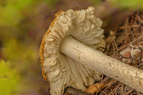 Wild Mushrooms In An Ontario Forest Stock Photo Image Of Fungus
