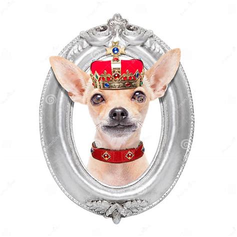 Crown King Dog Stock Image Image Of Monarch Isolated 63348483