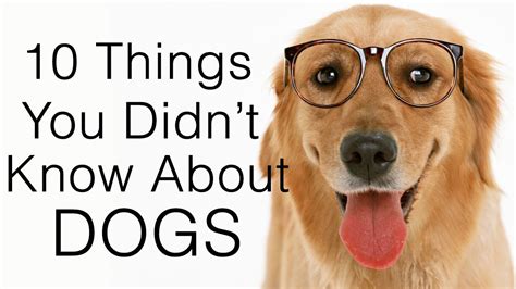 10 Things You Didnt Know About Dogs Youtube