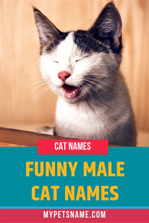 A Cat Yawns While Sitting In A Box With The Caption Funny Male Cat Names