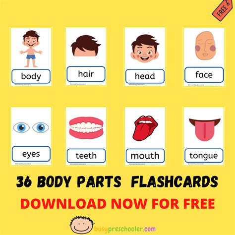 Body Parts Flashcards Printable Free Free Printable Download