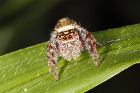 Garden Jumping Spider Opisthoncus Parcedentatus Stock Image Image Of