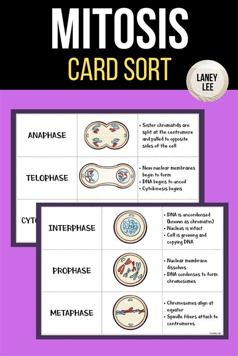 Mitosis And The Cell Cycle Card Sort Sorting Cards Mitosis Cell Cycle