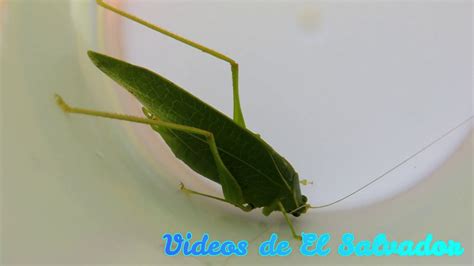 Insecto De La Suerte O Esperanza Videos De El Salvador Youtube
