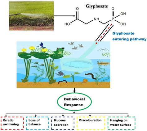Mechanism Of Glyphosate Contamination In The Study Area Download