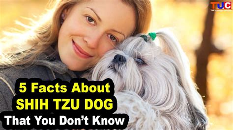 5 Unknown Facts About Shih Tzu That You Didnt Know Tuc