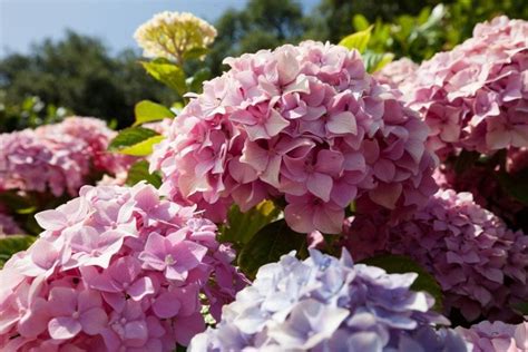 What To Plant With Hydrangeas Companion Planting Guide The