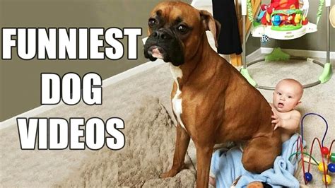Funniest Dogs Funniest Dogs 2017 You Wont Believe Actually Exist