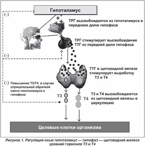 Дисфункция щитовидной железы и заболевания почек | Інтернет-видання Картинка - Дисфункция щитовидной железы и заболевания почек | Інтернет-видання
