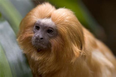 O Mico Leão Dourado Entre Ameaças E Benfeitores Meus Animais