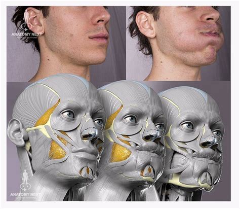Action Unit 33 Cheek Blow By Anatomy4sculptors On Deviantart Anatomy Art Face Muscles