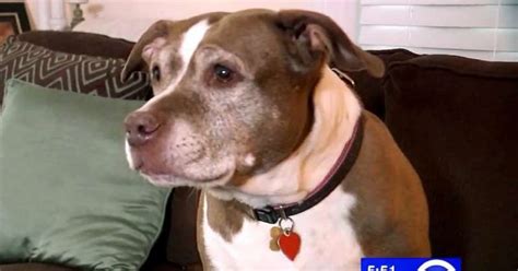 A Hero Pit Bull Story From New York Virily