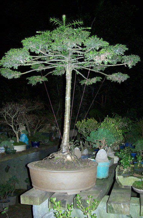 Araucaria dioica(vell.) stellfeld 1944 12. 111 best images about Araucaria on Pinterest | Argentina ...