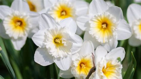 What Is March Birth Flower The Two Official Birth Flowers For March