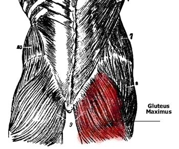 Anteroinferior iliac spine and the reﬂected head of the rectus from inside. Anatomy of the Gluteus Muscles - Gluteus Maximus, Gluteus ...