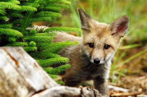 Fast Facts About Foxes That Will Leave You Spellbound Animal Sake