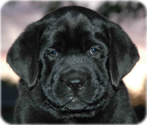 Looks Just Like Ozzy When He Was A Pup Lab Puppy Black Lab Puppies