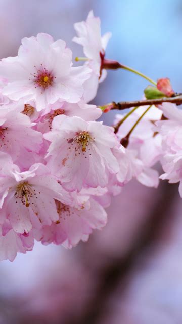 Download Wallpaper 360x640 Cherry Blossoms Flowers Blur Tree