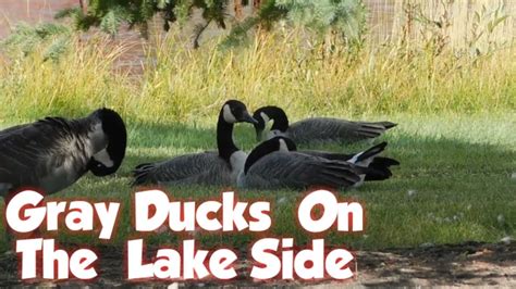 Gray Ducks On The Lke Side Youtube