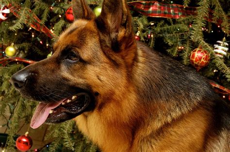 German Shepherd Chirstmas Wallpapers Wallpaper Cave