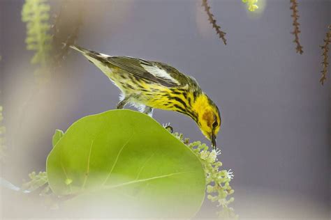 How Birds Are Important Pollinators