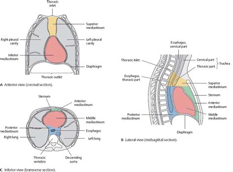 Mediastinum And Pleural Cavity