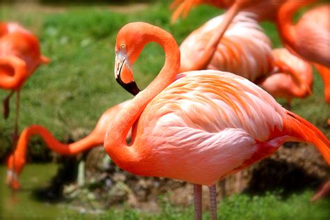 Free Images Animal Wildlife Beak Macro Fauna Birds Flamingo