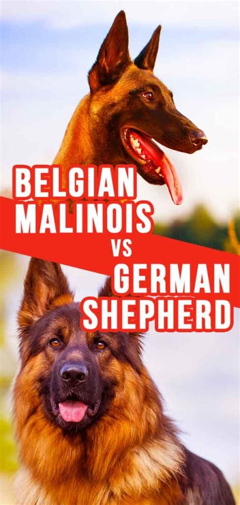 See more ideas about malinois, belgian malinois, malinois dog. Belgian Malinois vs German Shepherd - Which Dog Is Right ...
