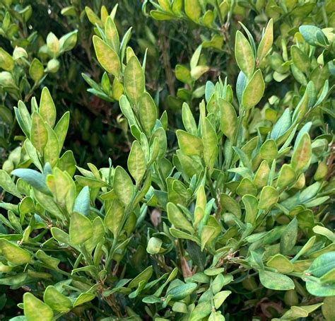 Pests Diseases And Problems — Newgen Boxwood