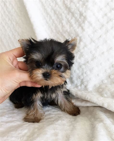 Teacup Yorkie Poo Puppies For Sale In California Pets Lovers