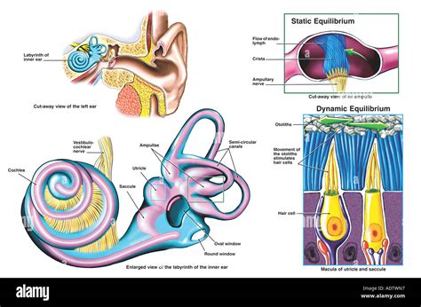 Anatomy Of The Inner Ear Stock Photo Alamy