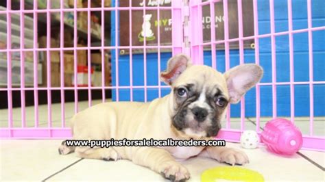 Blue french bulldogs can thank only to their genes for having such an amazing fur color. Adorable Fawn French Bulldog Puppies For Sale, Georgia ...