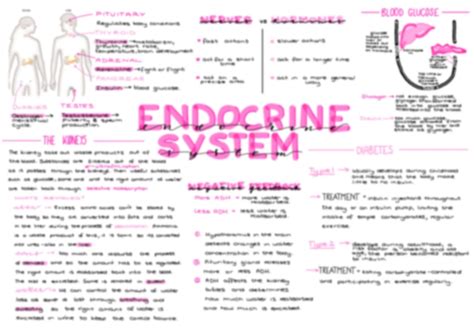 Gcse Biology Revision Notes Topic 5 Homeostasis Etsy