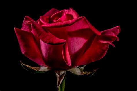 Red Rose Bloom · Free Photo On Pixabay