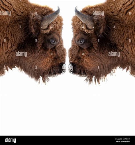 Two Brown Bull Or Bison Heads With Brown Horns Opposite Each Other