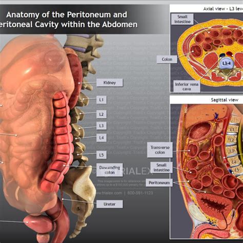 Anatomy Of The Peritoneum And Peritoneal Cavity Within The Abdomen