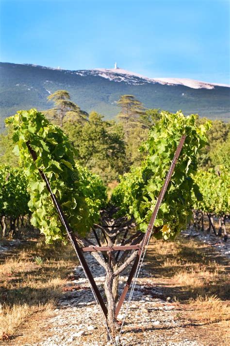 Vineyard Field Of Grape Trees Farm Stock Image Image Of Bush France