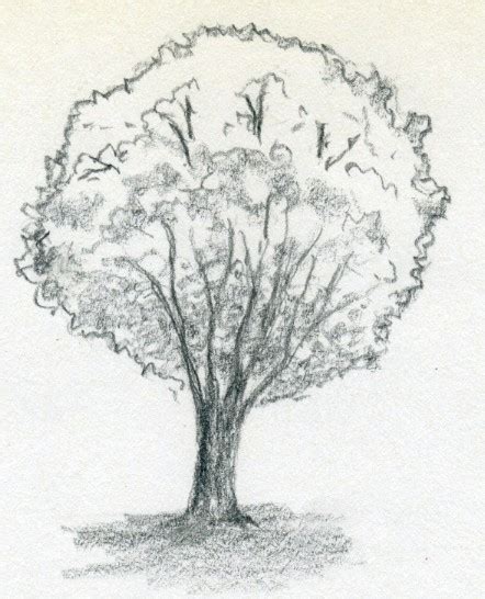 Maybe you would like to learn more about one of these? Draw A Tree Simply And Easily