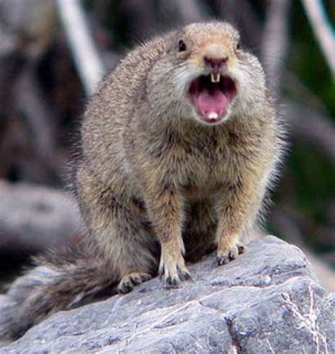 Something New To Worry About In California Black Death Squirrels