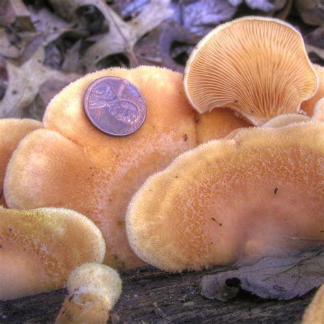 Mushrooms Of Fort Valley Virginia Orange Mock Oyster