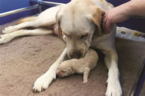 Warwickshires First Guide Dogs Of The Decade Are Born