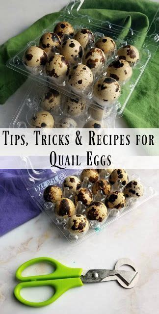 Use the last egg in the carton to make yourself breakfast, dinner, dessert, or even just a snack. If you are looking for great ways to use quail eggs, you have come to the right spot. There are ...