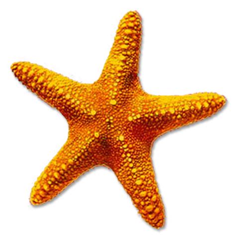 Starfish Png Transparent Images Pictures Photos Png Arts