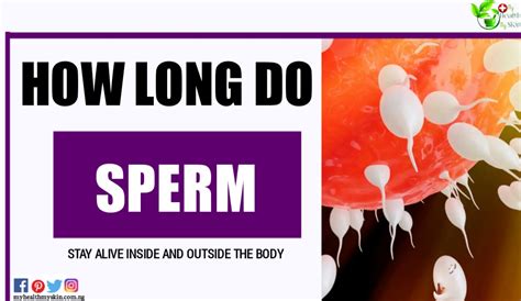 How Long Does The Sperm Remain Alive Inside And Outside The Body