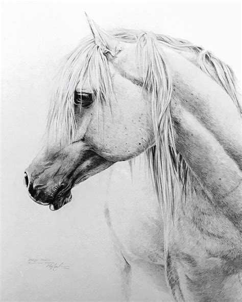 Arabian Stallion Pencil Horse Art Drawing Horse Drawings Horse Art